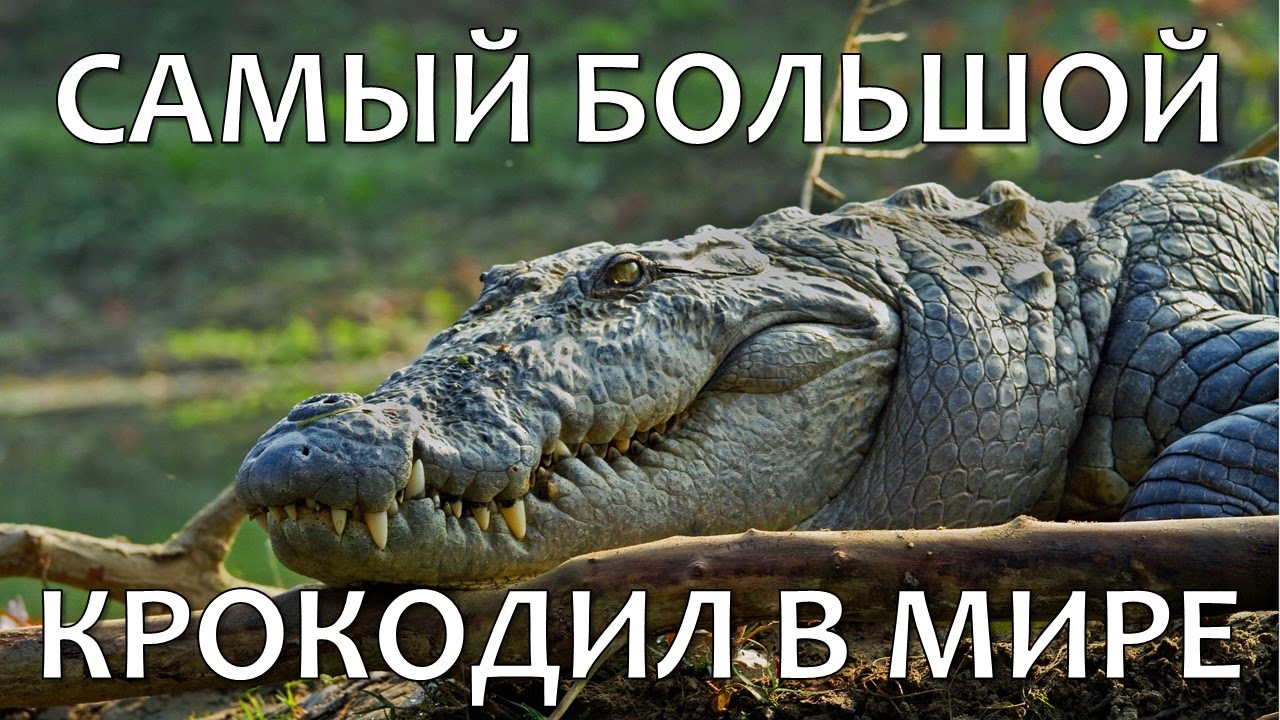 Большая крокодила где послушать