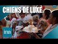 🐾 New York, capitale des chiens VIP : bienvenue dans un monde canin hors norme ! | INA Reportages
