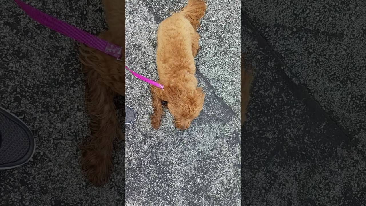 Dog Training With Couscous In Miami Smart Start Puppies YouTube