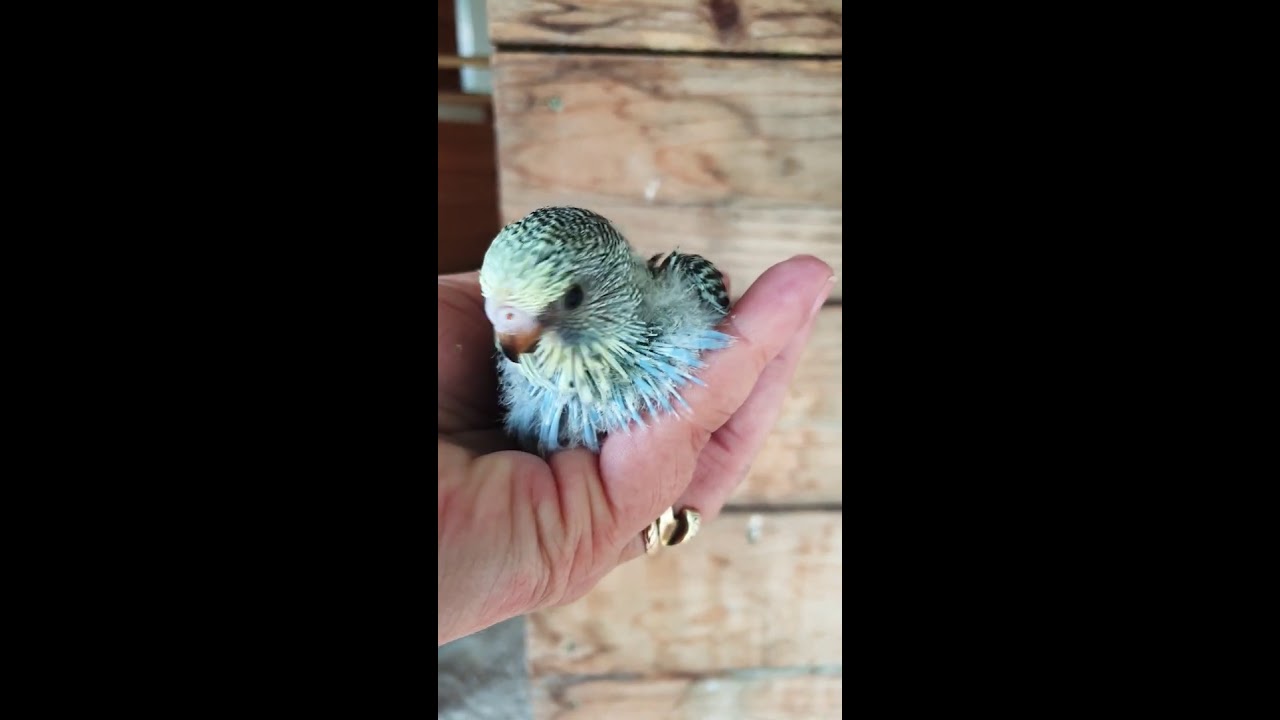 Young baby Yellow Face Blue