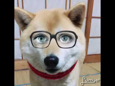 可愛いすぎる柴犬 おもしろ動画 面白い動画 柴犬 Youtube