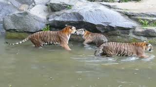 Report Text Tiger