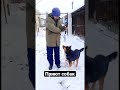 Приют собак.Скоро выйдет видео о приюте #ленск #якутия #приютдлясобак