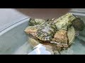 tartaruga tigre d'água