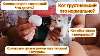 Котенок играет с какашкой? Грязь в уголках глаз? Почему кот грустненький - обратиться к ветеринару? by DEBORKADER 2,754 views 2 years ago 17 minutes