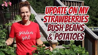 Greenstalk Strawberries, Bucket Potatoes, & Greenhouse Bush Beans update