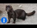 Minks Are The CUTEST Compilation