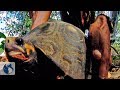 La Tortuga Morrocoy. Documental parte 1