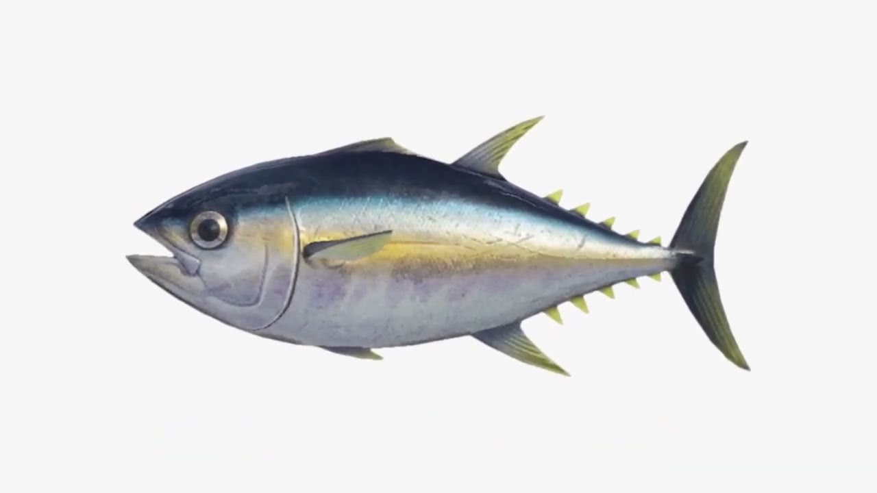 Tuna Fish Rap YouTube