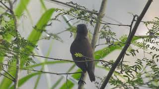 BURUNG PELANDUK SEMAK DENGAN NYANYIANNYA 🗣🗣🗣 YANG KHAS