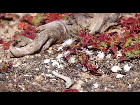 Anthophora Alluaudi Bees Haria Lanzarote 11 And 14 February 2025