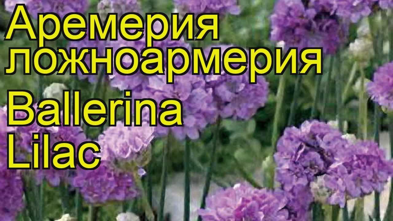 Армерия ложноармерия Ballerina Lilac. Краткий обзор, описание ...
