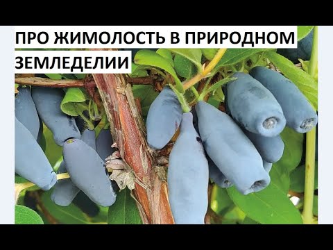 Жимолость в природном земледелии.