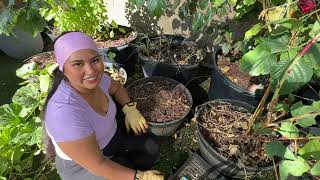 Repurposing Kitchen Waste- Potatoes