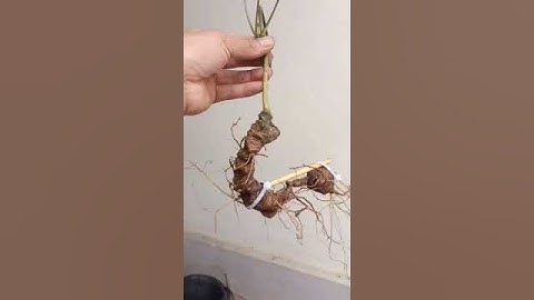 #sâm_ngọc_linh_rừng củ sâm rừng 65gam 17 mắt 23cm gần gãy giá 5tr  #sâm_ngọc_linh_rừng  #sâm_rừng