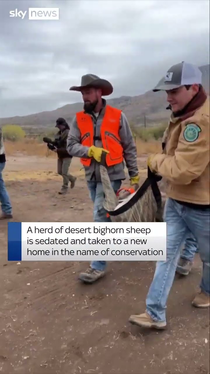 Endangered desert bighorn sheep airlifted to new pasture