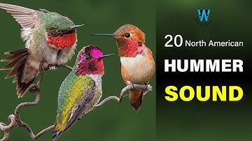 Hummingbird Sound & Call (20 North American Species)