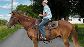 TSP LOT# 3408 - Mustang - Gelding - Teen/Aged  - 15 H  - $3,000 
