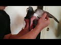 How To Put a Harness on Your Bird