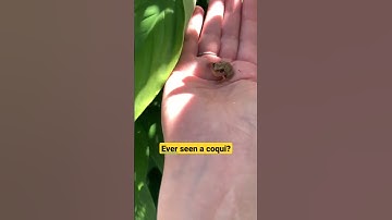 Thumbnail of Puerto Rican Tree Frog Coqui #shorts