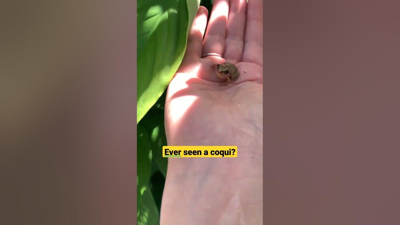 Puerto Rican Tree Frog Coqui #shorts