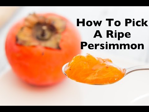How To Pick A Ripe Persimmon | How To Eat Persimmons (Fuyu, Hachiya, & American Varieties)