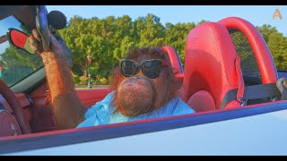 Animalia  Orangutan Rambo enjoys her cool ride