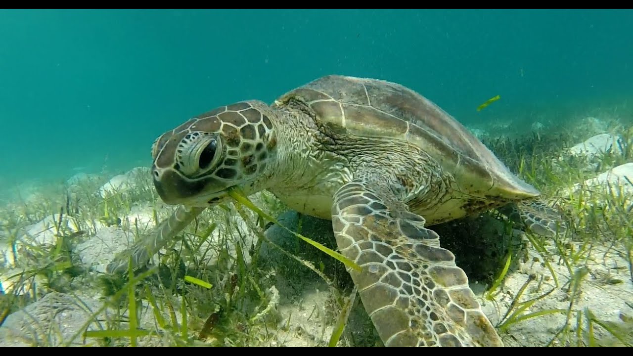 Среда обитания зеленой черепахи. Зелёная черепаха. Черепаха желто зеленая. Мангровая черепаха. Черепаха в море на рабочий стол.