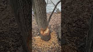 In 2050, a typical organic logging business will hire 200 trained beavers.  #tree #trails #beaver