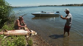 What Is Happening to Washington's Sturgeon?