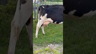 A Beautiful Cow Eats Grass #Farm #Cows #Farmlife #Dairyfarming