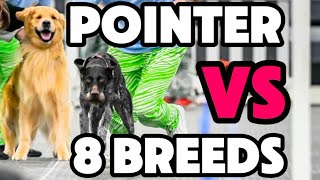 8 Breed’s Speeds-Flyball Dogs