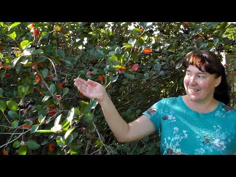 Черноплодная рябина - полезная ягода в саду!