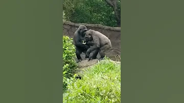 Tender Moment Between Gorilla Siblings 