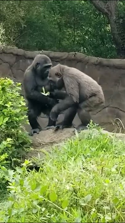 Tender moment between #gorilla siblings.