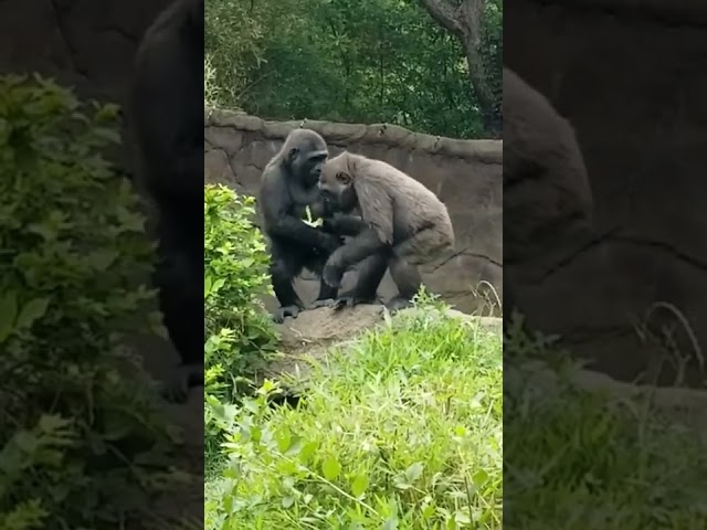 Tender moment between #gorilla siblings. class=