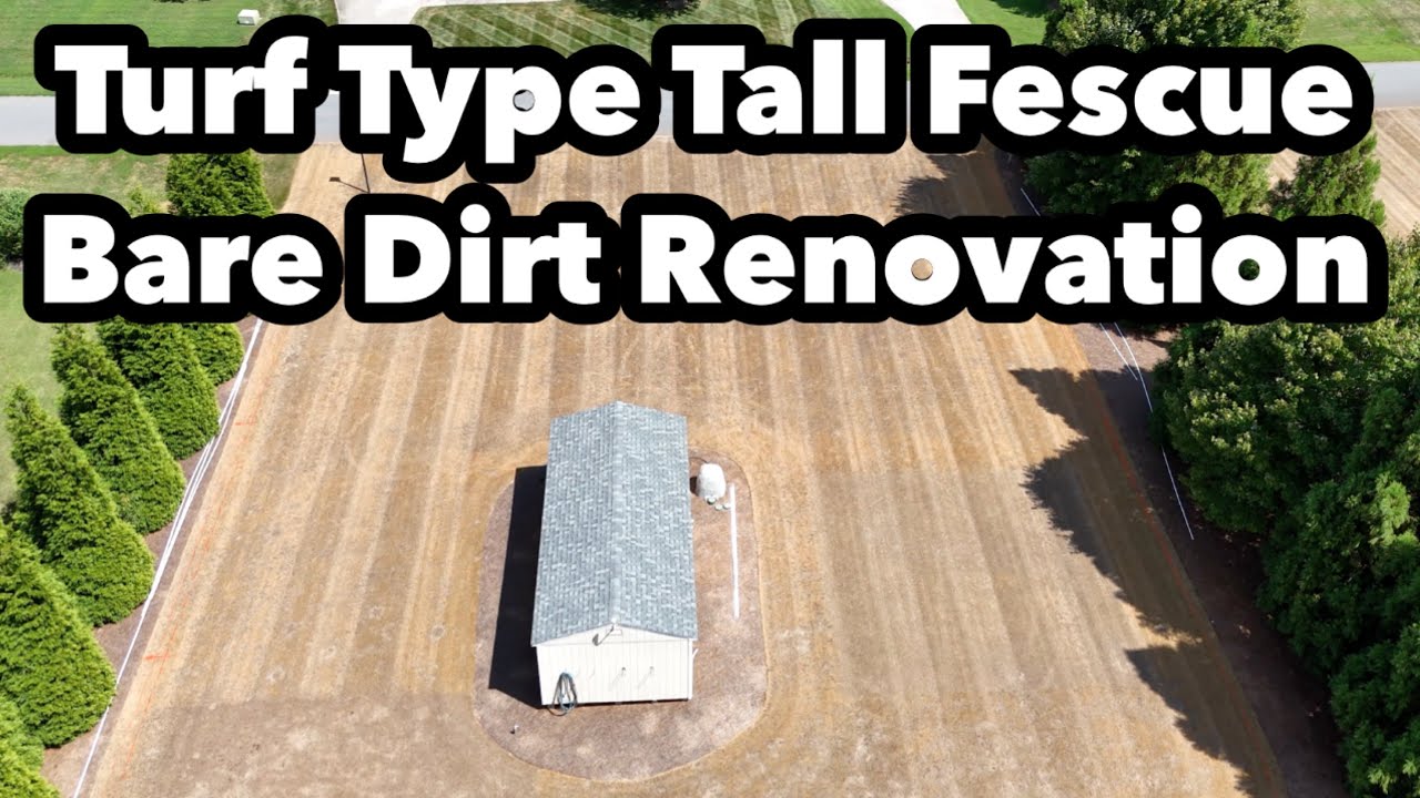 Turf Type Tall Fescue Lawn BARE DIRT Renovation Step by Step How To