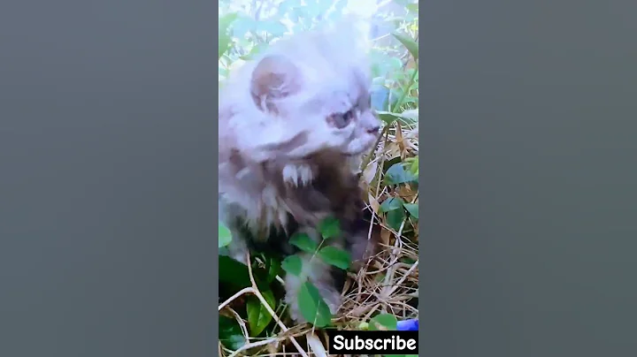 Video 8058201: cutekitten persiancat, silver tabby cats, tabby cat playing, silver chinchilla cat