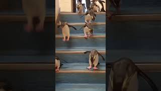 How they are jumping the stairs🥲🥲 #animals #cute #funny #shorts #fyp