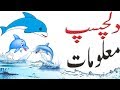 Interesting About Dolphins | Facts About Dolphins | Information About Dolphins | Hidden Secrets