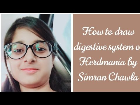 "How to digestive system of Herdmania " - YouTube