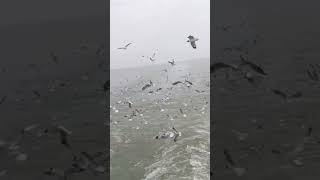 প্রাকৃতিক সৌন্দর্য। #bangladesh #reels #shorts