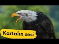 Kartal,🦅🦅 kartal sesi, kartal resimleri