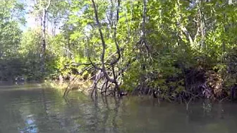 Rio Coto Mangroven, März 2014