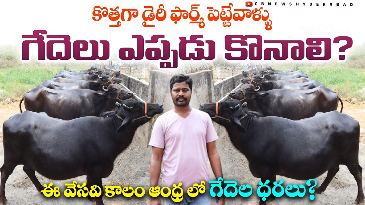 రైతులు గేదెలు ఎప్పుడు కొనాలి?ఈ వేసవి కాలం ఆంధ్ర లో గేదెల ధరలు?Murra buffaloes price in Farm|CBNews