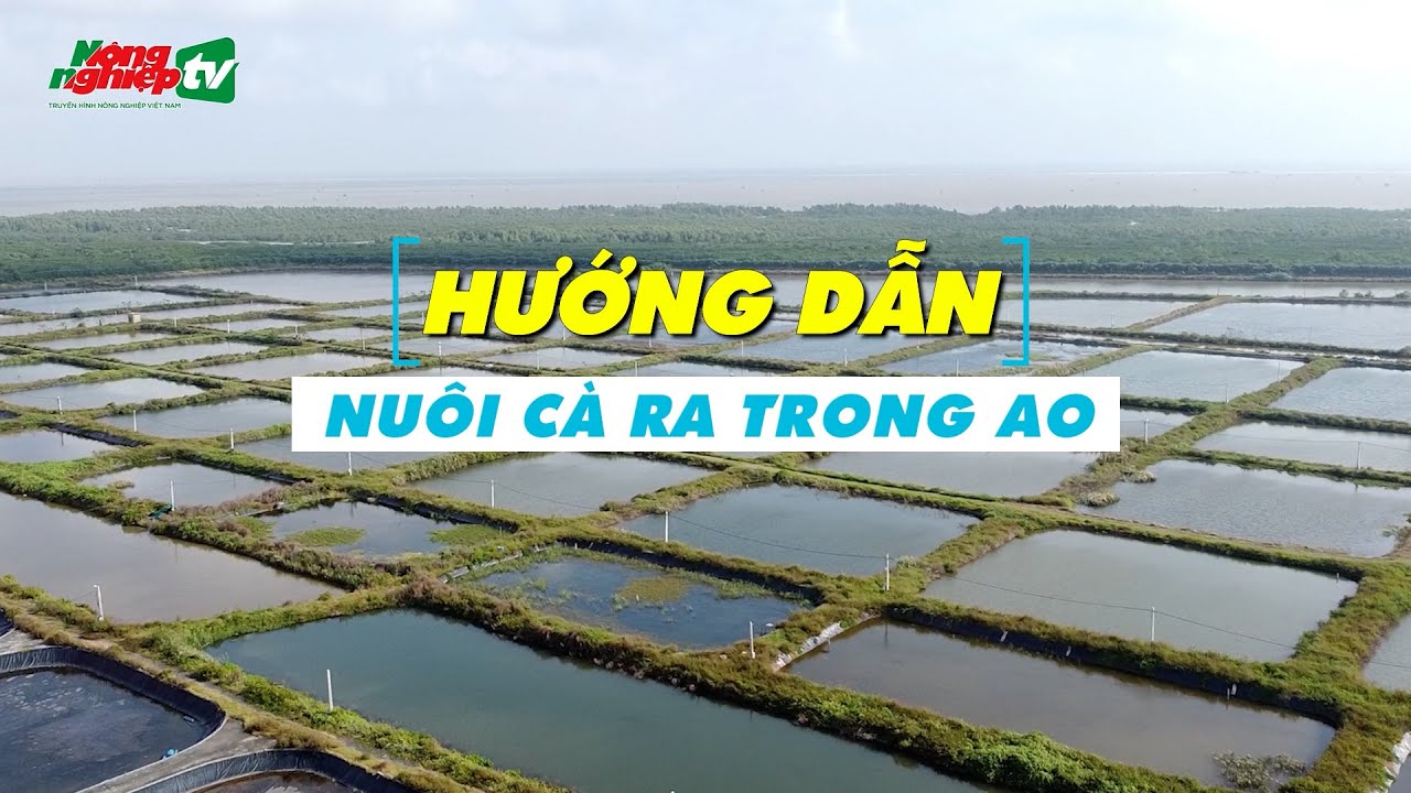 Hướng dẫn nuôi cà ra trong ao - YouTube
