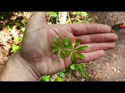 Video: Fragrant Bedstraw