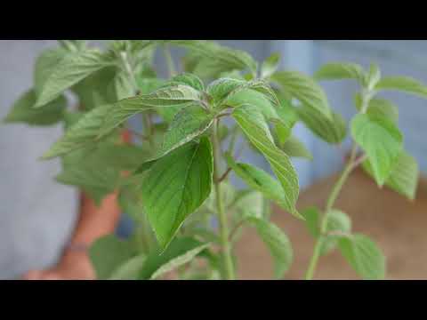 Wideo: Jakie są zastosowania szałwii mandarynki - porady dotyczące uprawy roślin szałwii mandarynki
