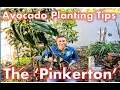 Avocado Tree Planting Tips- The 'Pinkerton' Avocado |  SELF-FERTILE OR NOT?