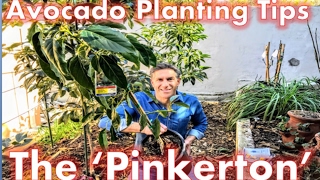 Avocado Tree Planting Tips- The 
